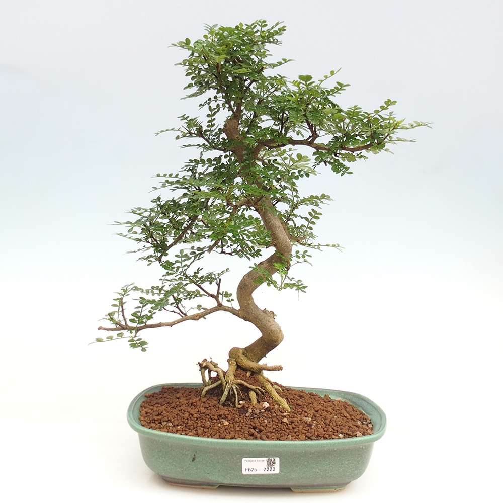 Izbová bonsai - Zantoxylum piperitum - korenistý