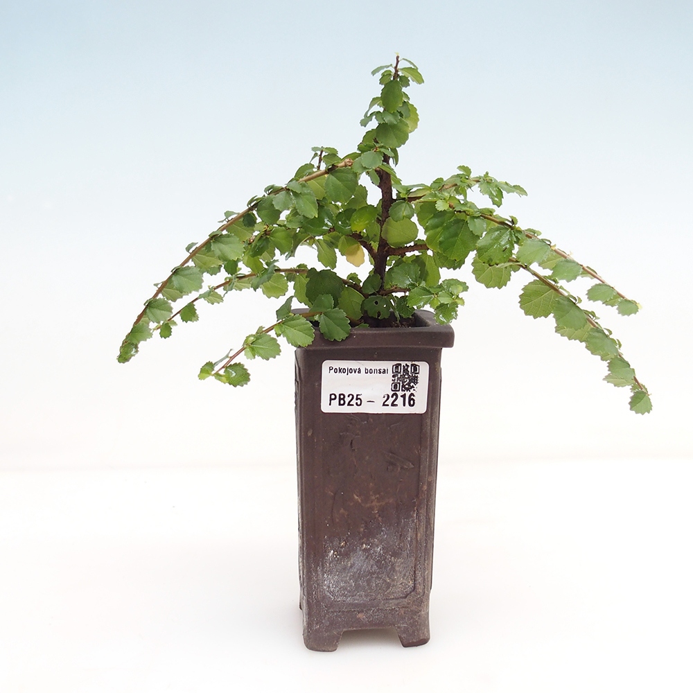 Izbová bonsai - Grewia sp. - Grewie malolistá