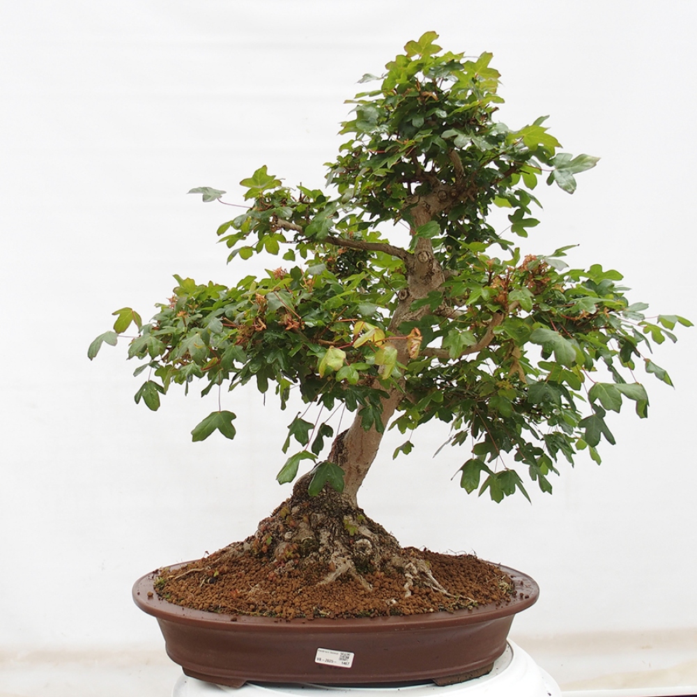 Vonkajší bonsai - Javor Francúzsky - Acer Nonspessulanum
