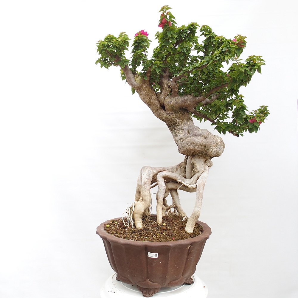 Izbová bonsai - Bouganwilea
