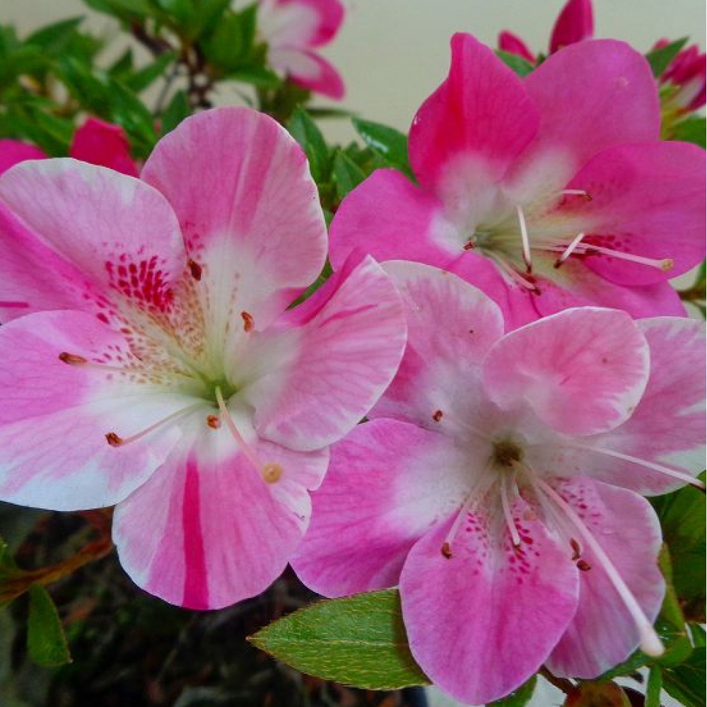 Vonkajší bonsaj - Japonská azalka - Azalka Reiko