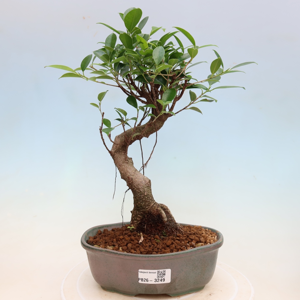 Izbové bonsaje - Ficus kimmen - drobnolistý fikus