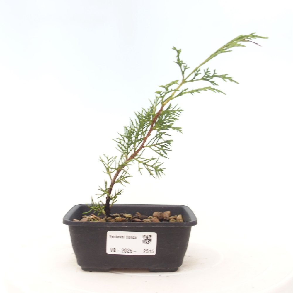 Vonkajší bonsai - Juniperus chinensis Itoigawa -Jalovec čínsky