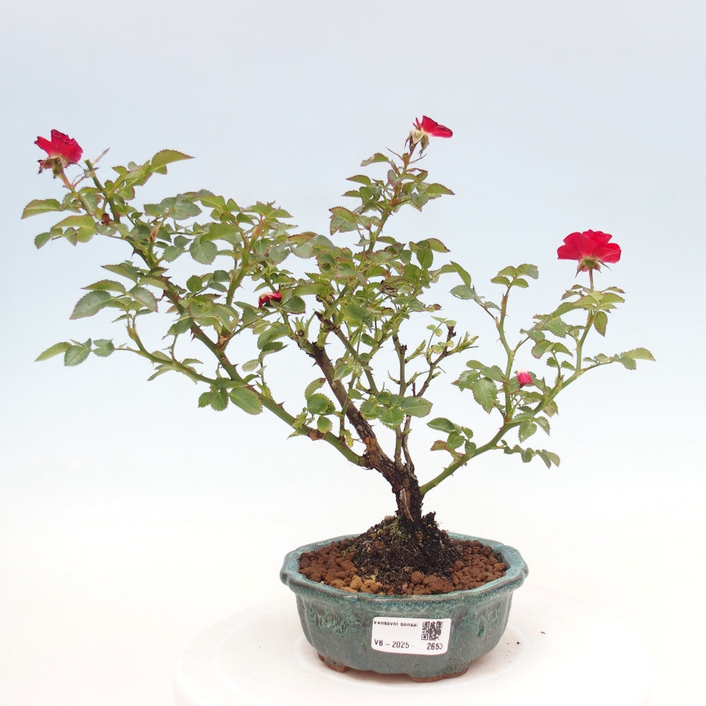 Vonkajší bonsai - Rosa Kordes - ruža