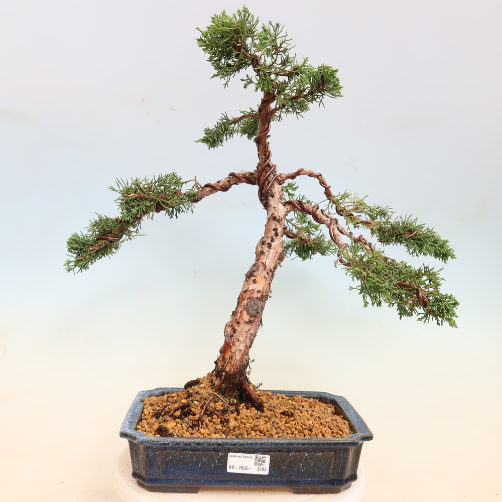 Vonkajší bonsaj - Juniperus chinensis Kishu