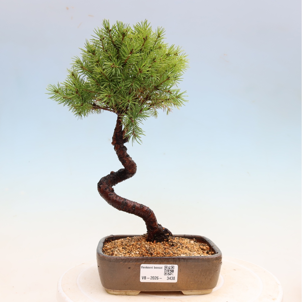 Vonkajší bonsai – Smrek sivý – Picea glauca globe