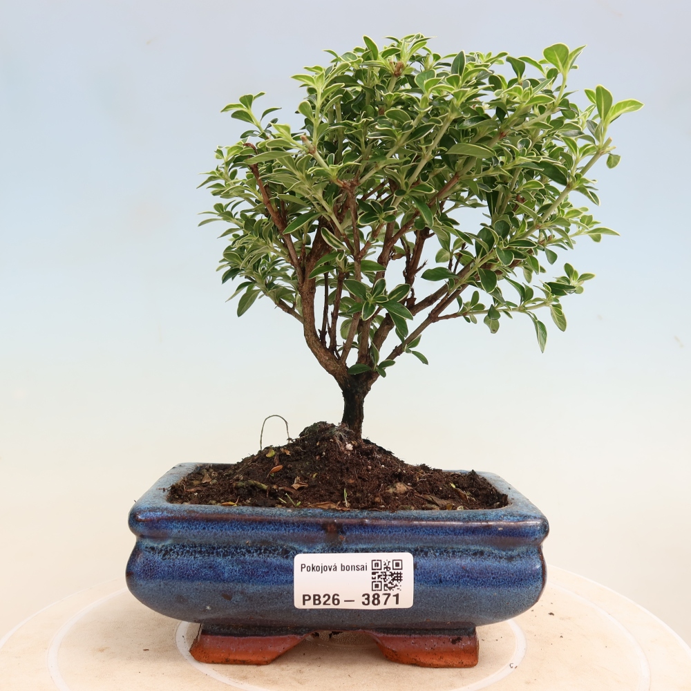 Izba bonsai – Serissa foetida Variegata – Strom tisíc hviezd