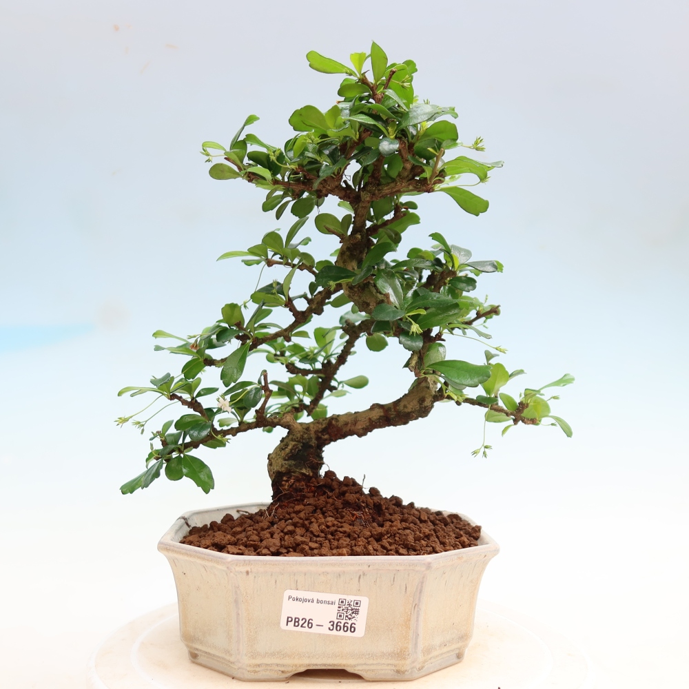 Izbové bonsaje - Carmona macrophylla - Tea fuki