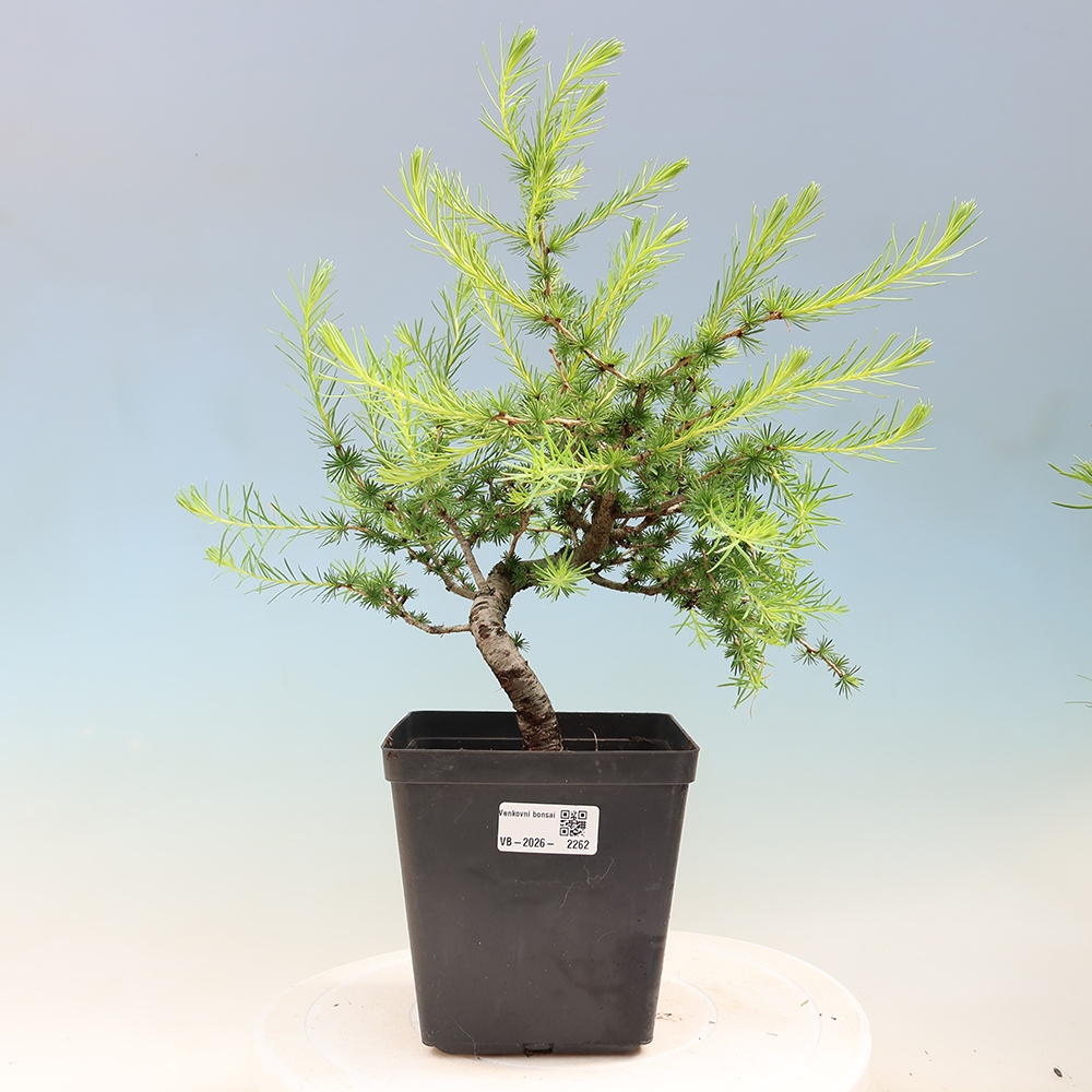 Vonkajšie bonsaje -Larix decidua - Smrekovec