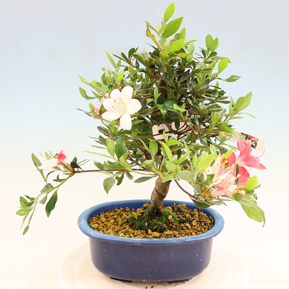 Vonkajšie bonsaje - Japonské azalky - Azalea Senhime