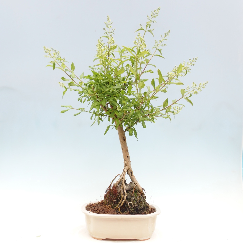 Vonkajší bonsai - Ligustrum  - Vtáčí zob