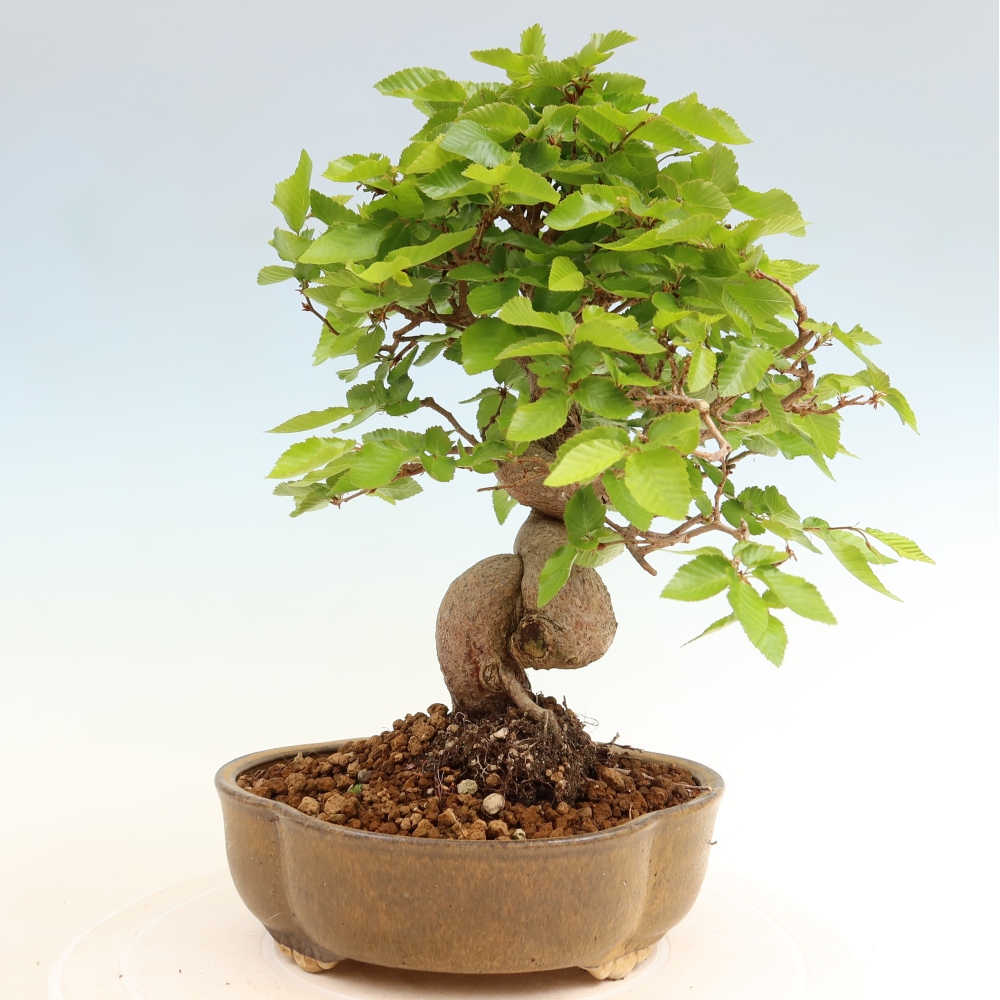 Vonkajší bonsaj -Carpinus coreana - Hrab kórejský
