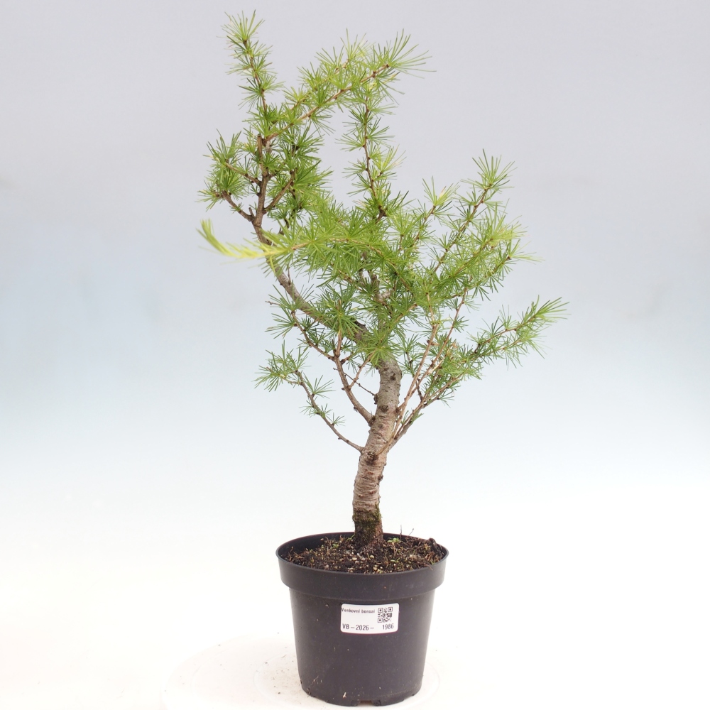 Vonkajšie bonsaje -Larix decidua - Smrekovec