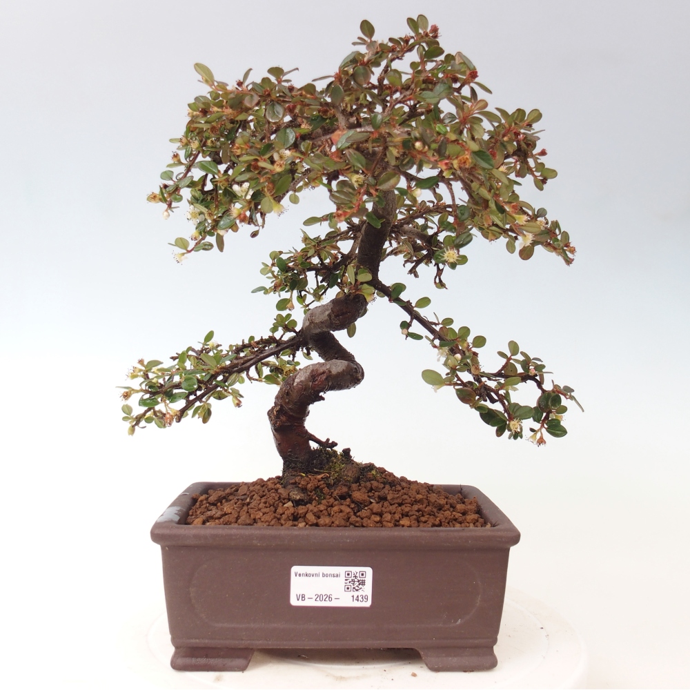 Vonkajší bonsaj-Cotoneaster dammeri - Damerova skala