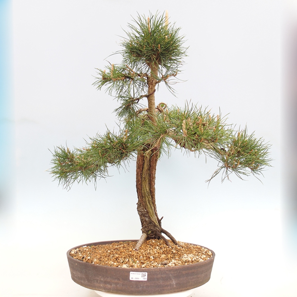 Vonkajšie bonsaje - Pinus thunbergii - borovica Thunbergova