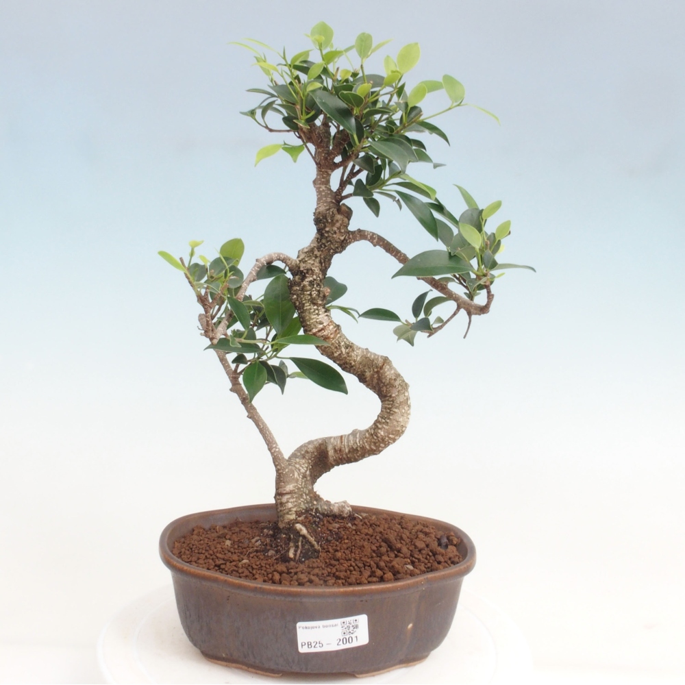 Izbová bonsai - Ficus retusa - malolistá fikus