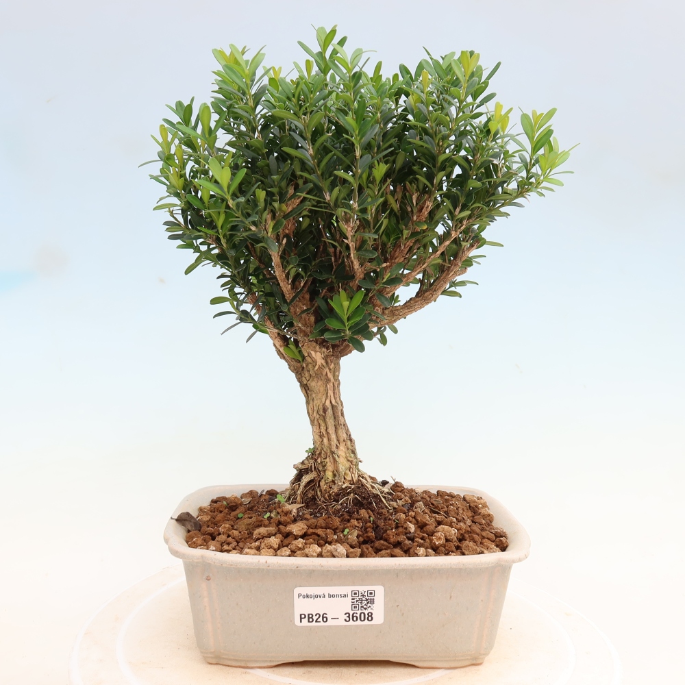 Izbové bonsaje - Buxus harlandii - korkový buxus