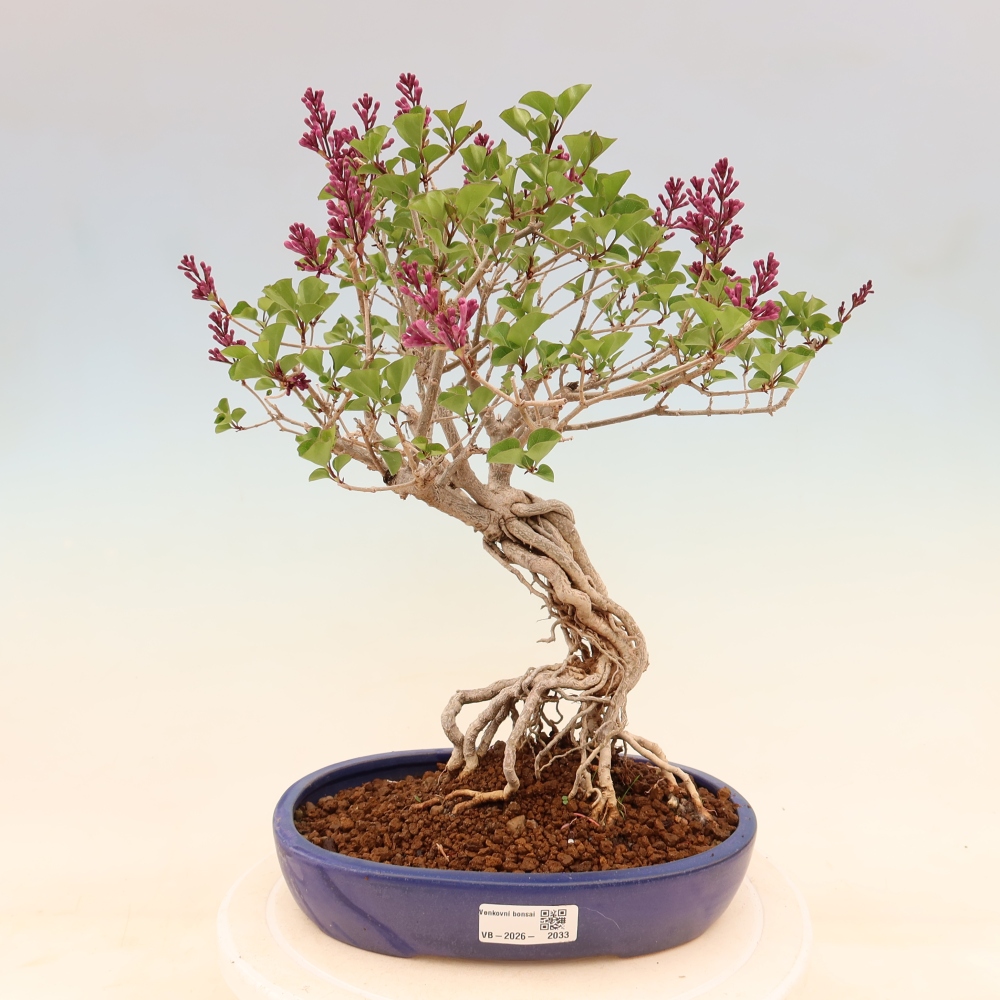 Vonkajší bonsaj - Syringa microphylla - drobnokvetý šeřík