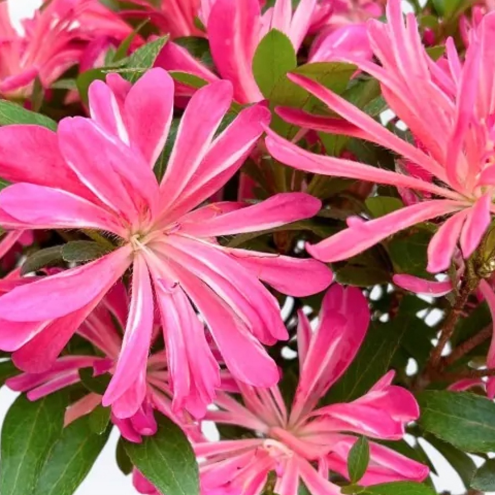 Vonkajšie bonsaje - Japonské azalky - Azalea HANABIN