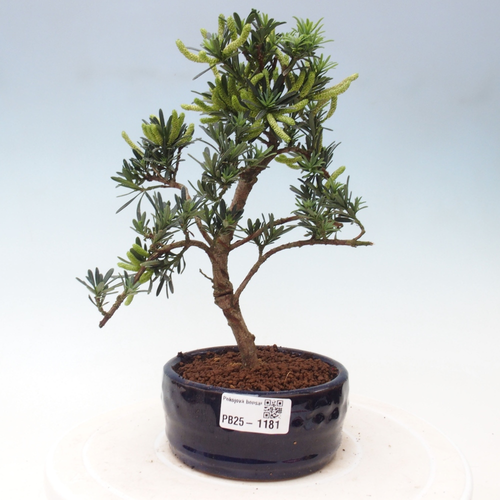 Izbová bonsai - Podocarpus - Kamenný tis