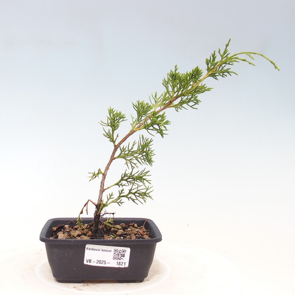 Vonkajší bonsai - Juniperus chinensis Itoigawa -Jalovec čínsky