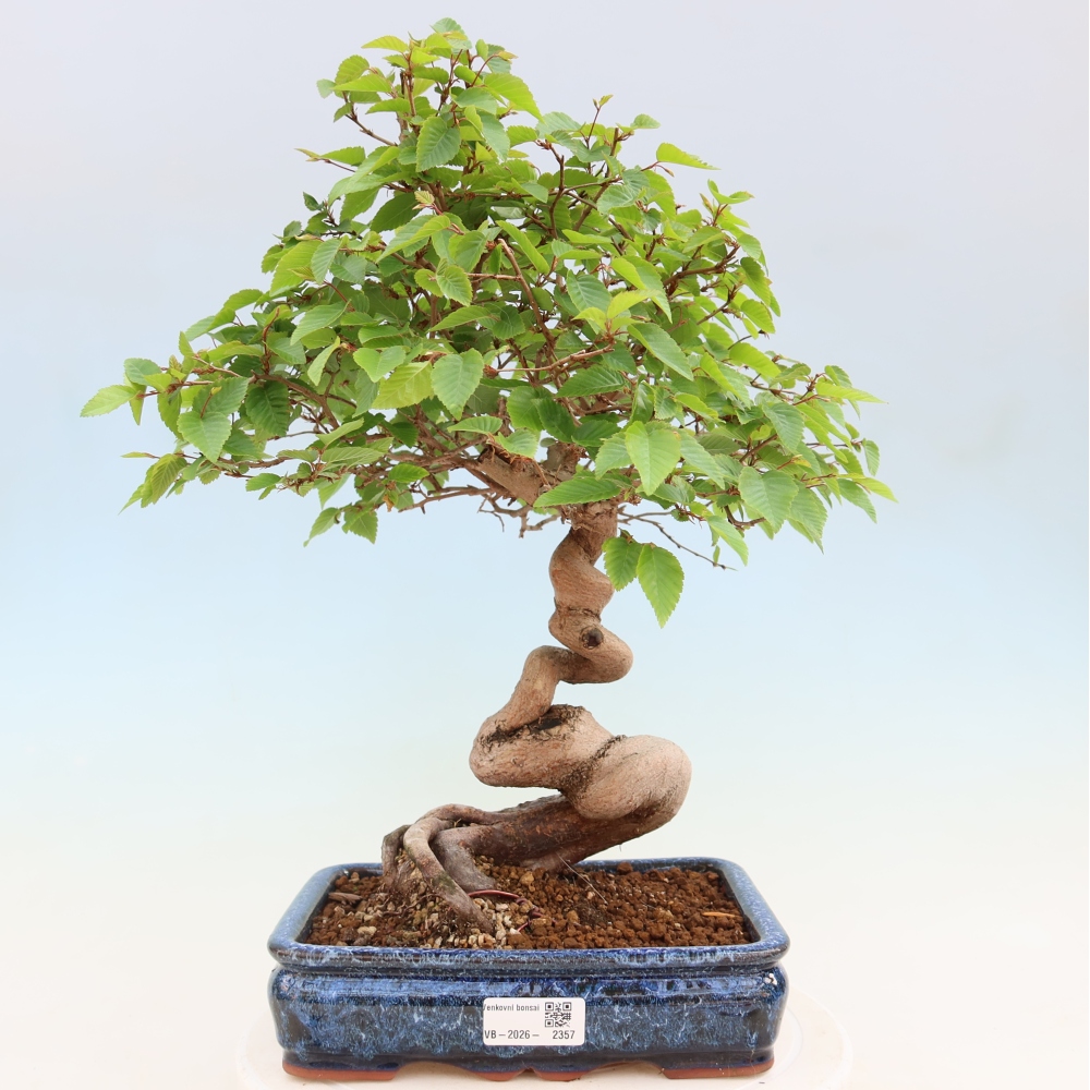 Vonkajší bonsaj -Carpinus coreana - Hrab kórejský