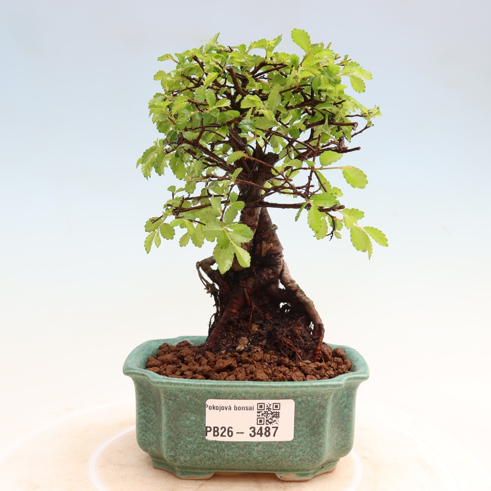 Izbový bonsaj - Ulmus parvifolia - brest malolistý