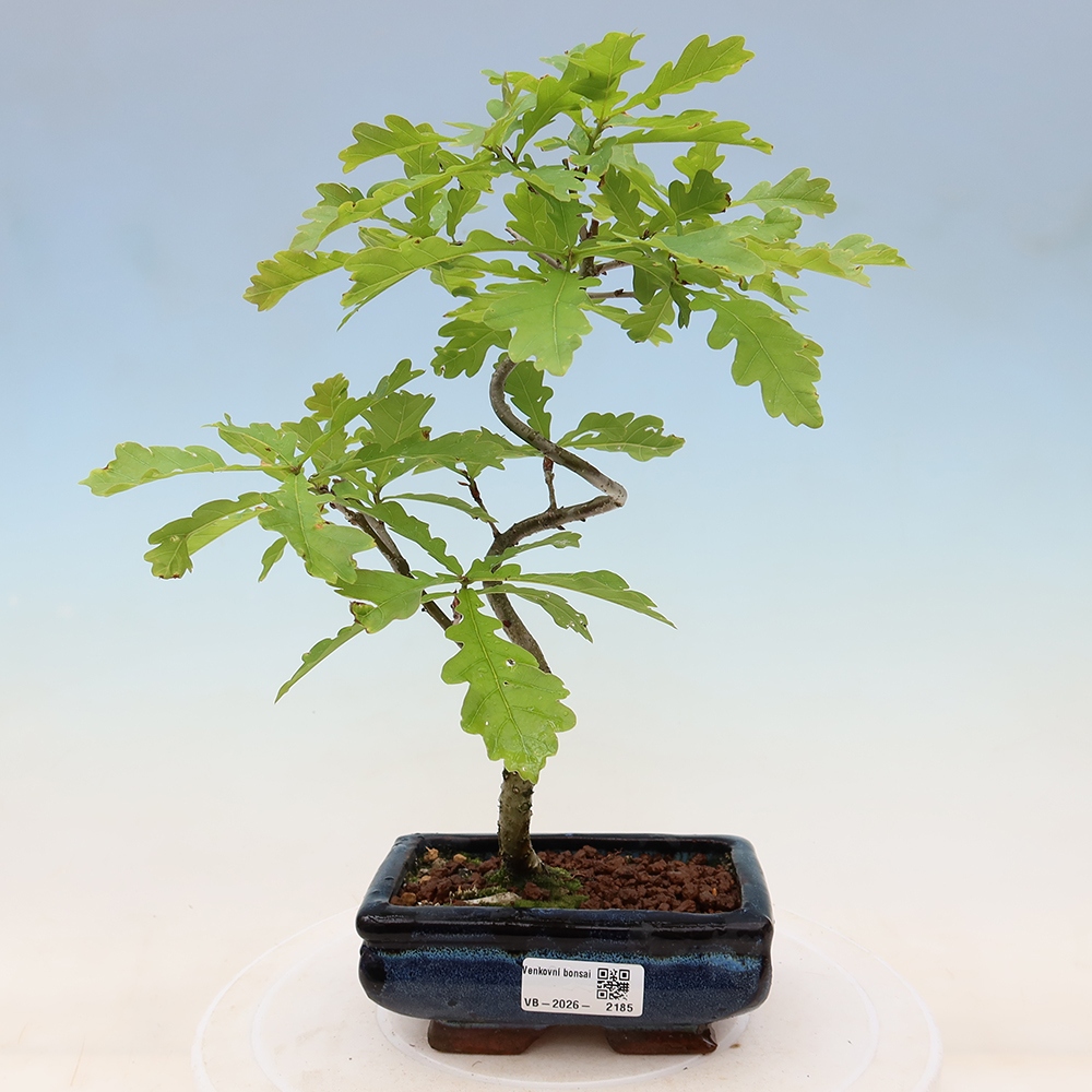 Vonkajší bonsai – Quercus robur – Dub letný
