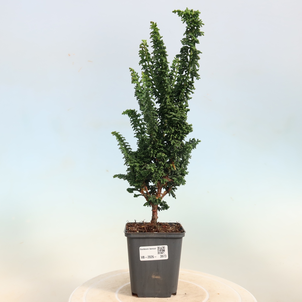 Vonkajší bonsaj - Cham. obtusa SEKKA HINOKI - Cypruštek