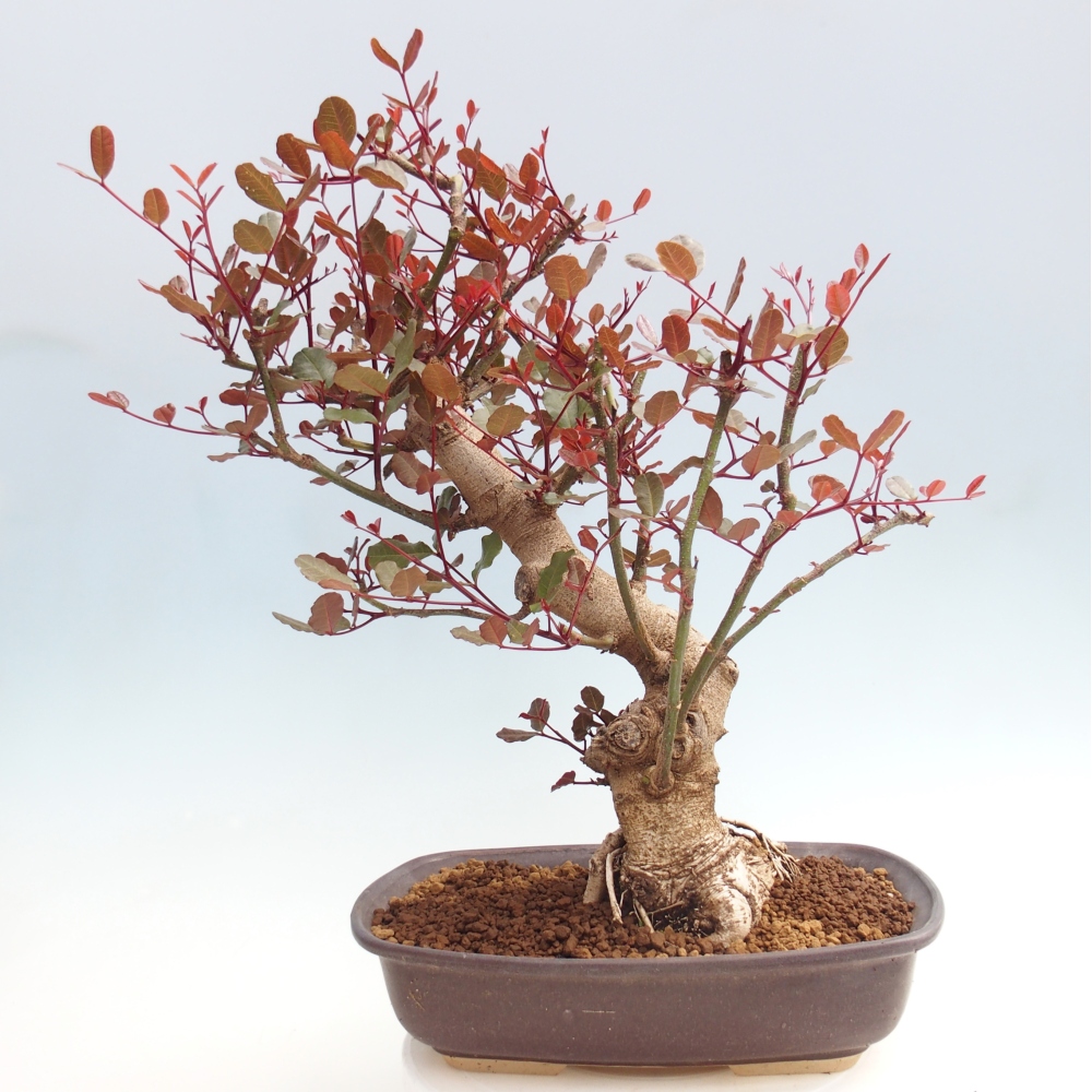 Izbová bonsai - Rohovnik obecny, svätojansky chlieb-Ceratonia sp.