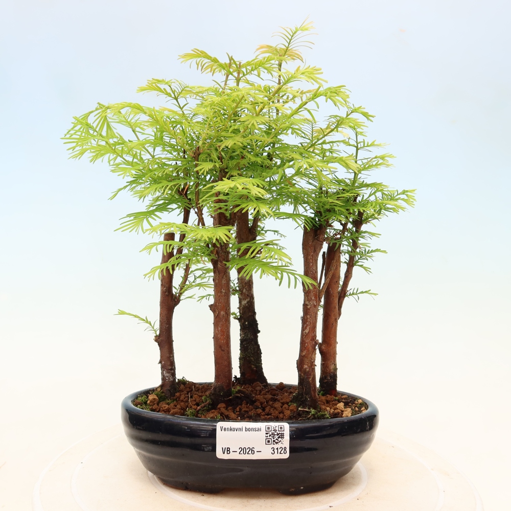 Vonkajší bonsai – Metasequoia glyptostroboides – čínska metasekvoja – hájik