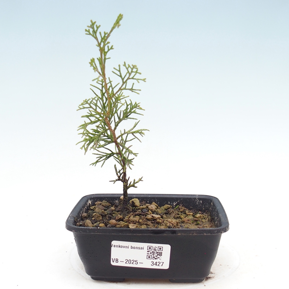 Vonkajší bonsaj - Juniperus chinensis Itoigawa