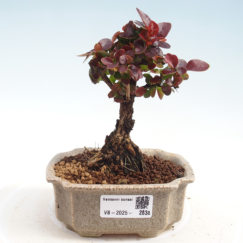 Vonkajší bonsaj - Berberis Thunbergii Bagatelle