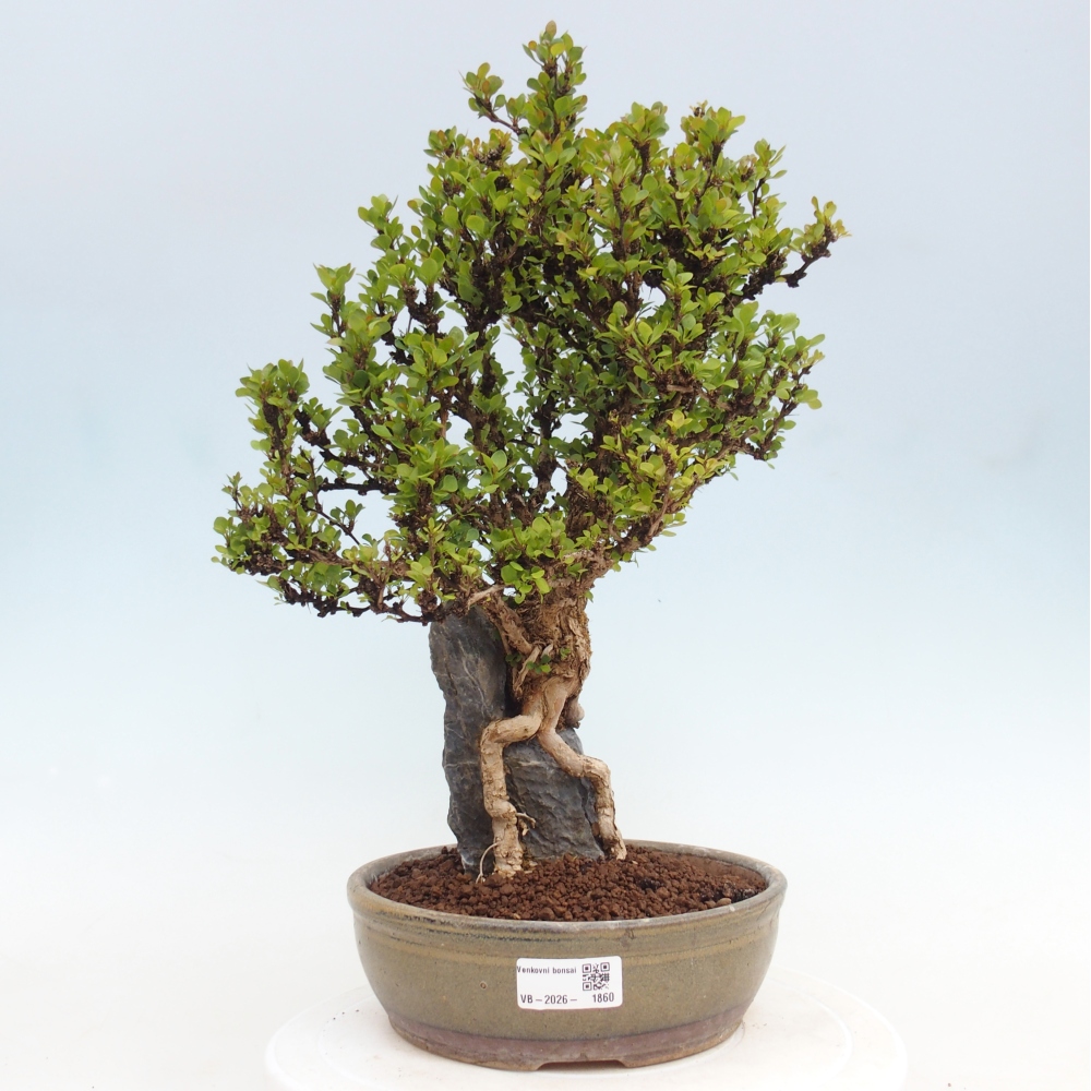Vonkajšie bonsaje - Berberis coreana
