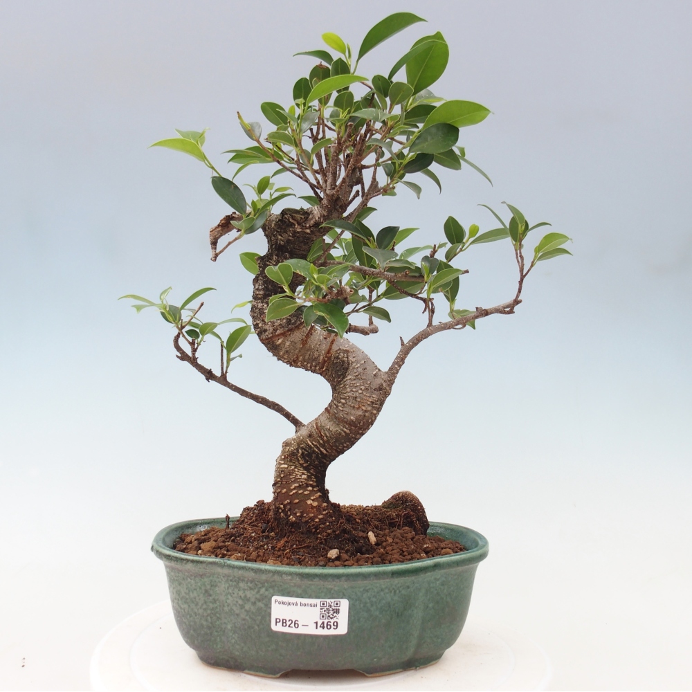 Izbový bonsaj - Ficus retusa - drobnolistý fikus