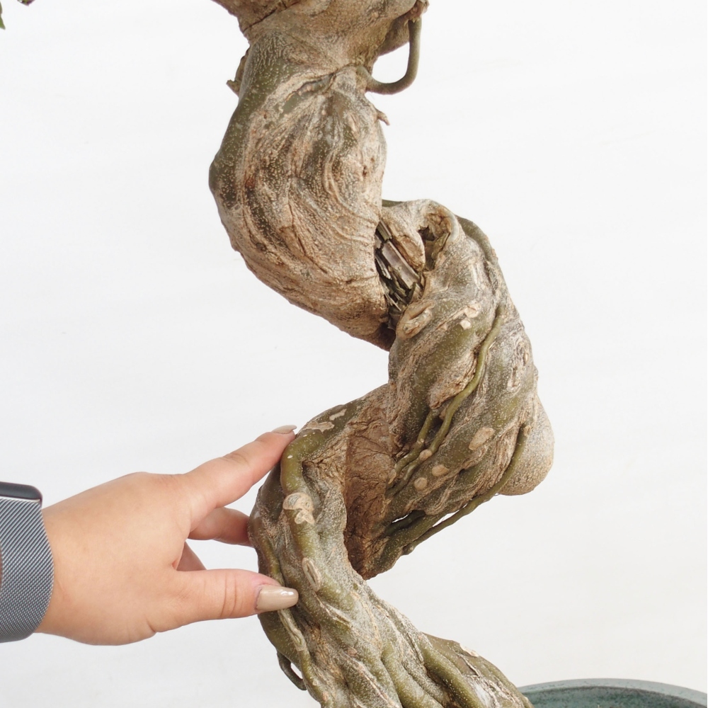 Vonkajšie bonsai - Javor Buergerianum - Javor Burgerův