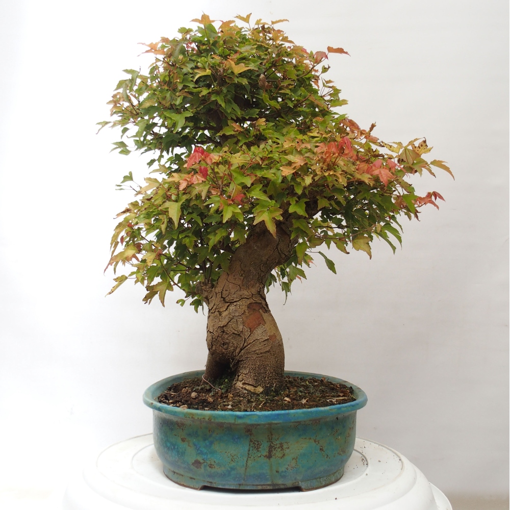 Vonkajšie bonsai - Javor Buergerianum - Javor Burgerův