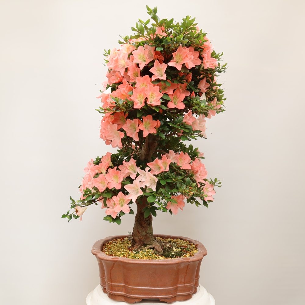 Vonkajšie bonsaje - Japonské azalky - Azalea Sansai