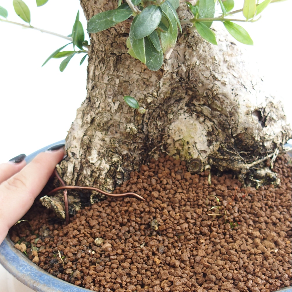 Izbová bonsai - Olea europaea sylvestris -Oliva evropská drobnolistá
