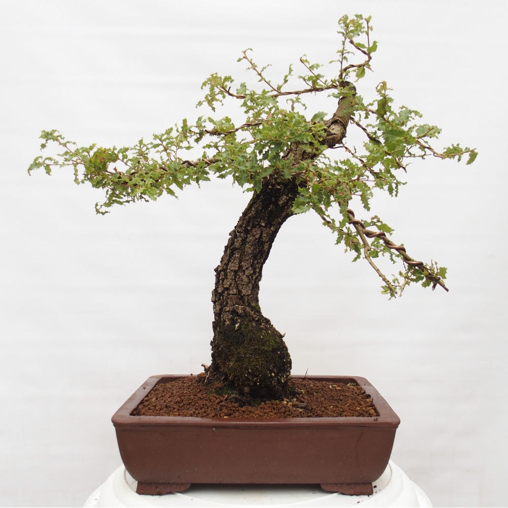 Yamadori - Quercus Ilex -Dub cezmínovitý