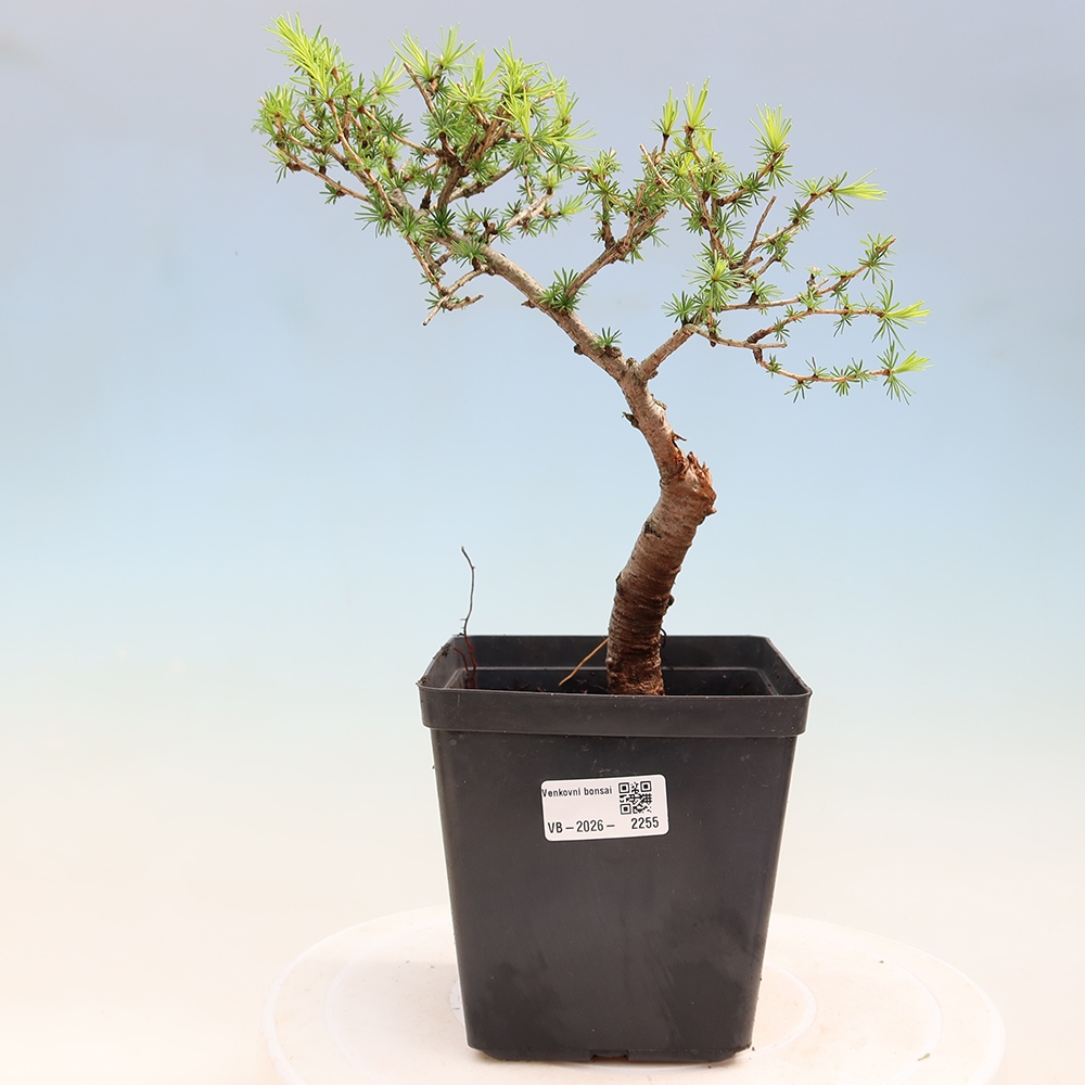 Vonkajšie bonsaje -Larix decidua - Smrekovec