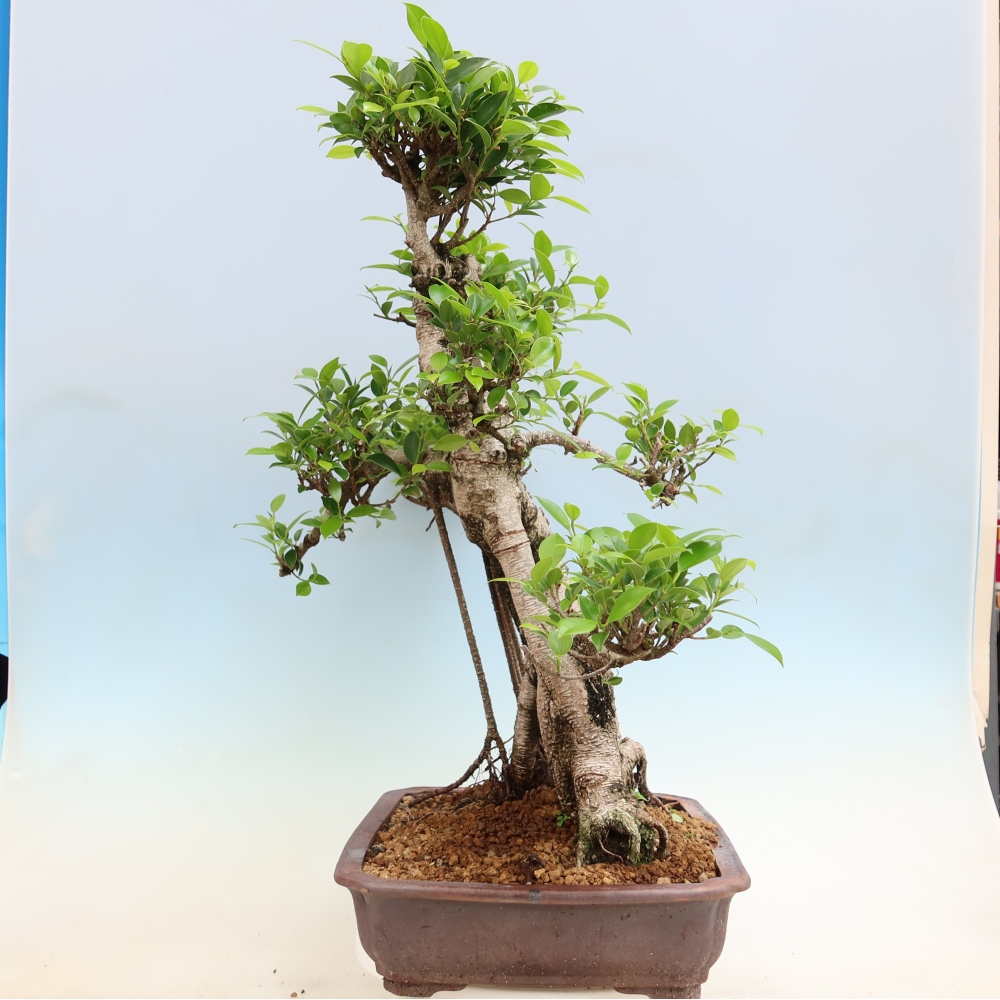 Izbové bonsaje - Ficus kimmen - drobnolistý fikus