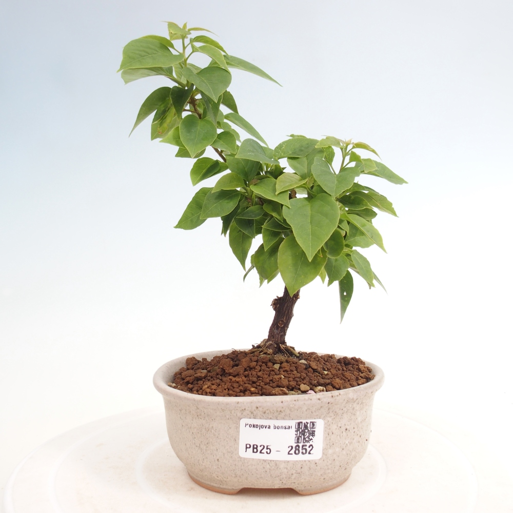 Izbová bonsai - Bouganwilea