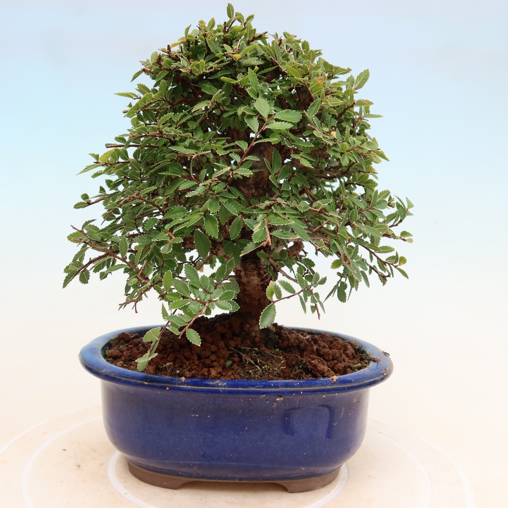 Vonkajšie bonsaje - Zelkova - Zelkova NIRE