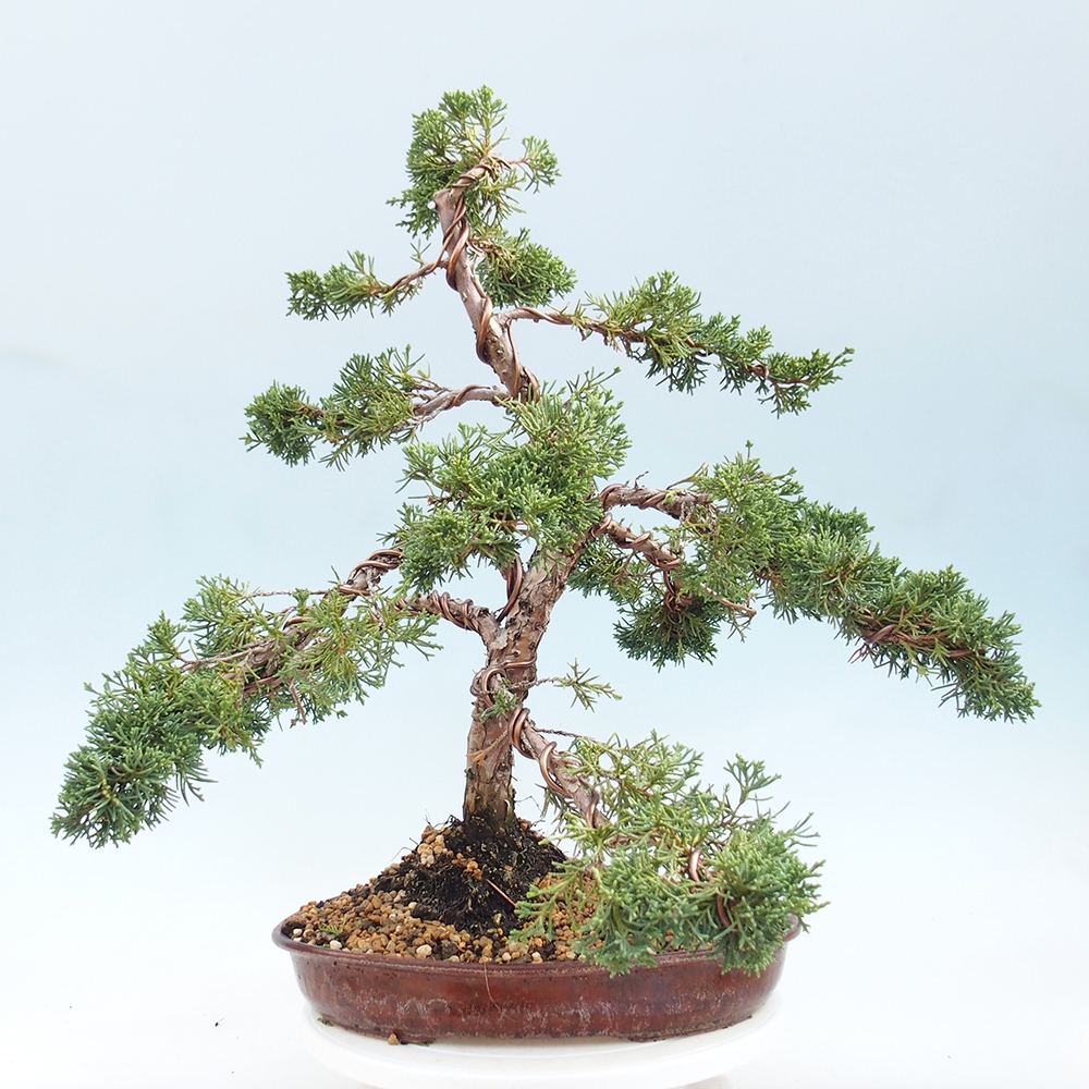 Vonkajšie bonsai - Juniperus chinensis Kishu -Jalovec čínsky