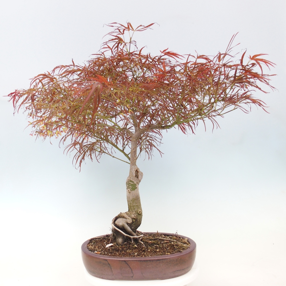 Vonkajší bonsaj - Acer palmatum RED PYGMY