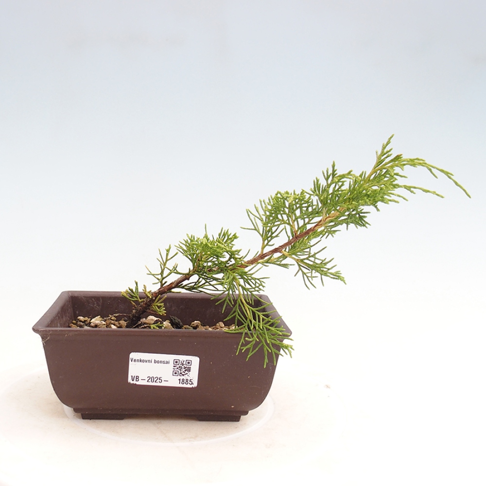 Vonkajší bonsai - Juniperus chinensis Itoigawa -Jalovec čínsky