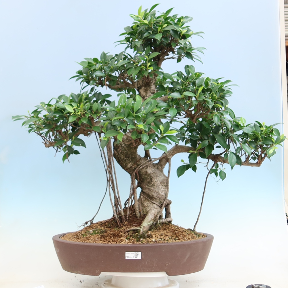 Izbové bonsaje - Ficus kimmen - drobnolistý fikus