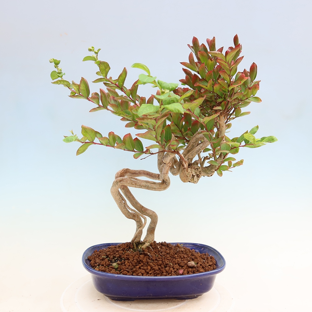 Izba bonsai – Lagerstroemia indica – indický orgován