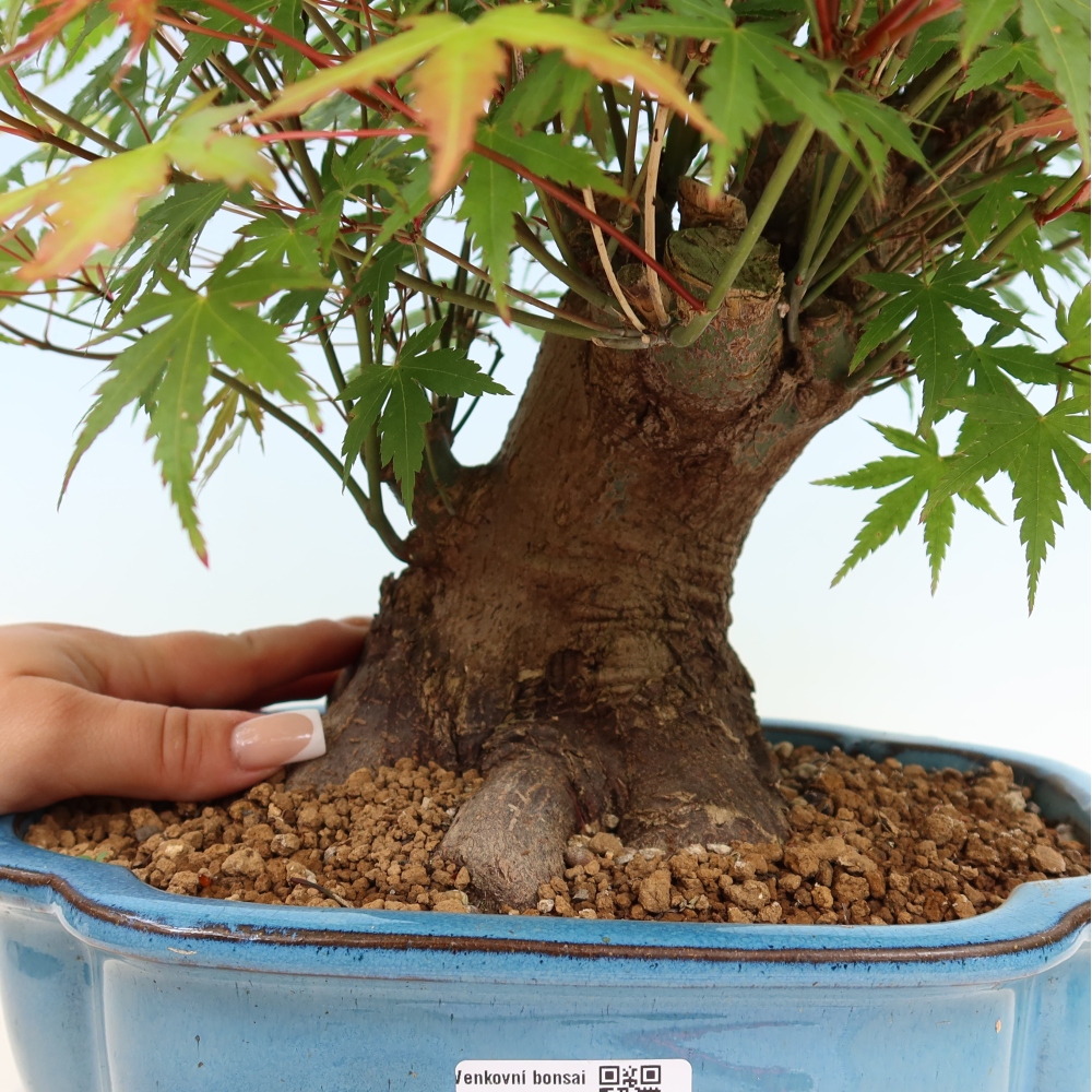 Vonkajšie bonsaje - Javor Burger - Acer Burgerianum